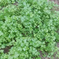 ،سبزی محلی،لوبیا چیتی،پاچ باقلا،سیر|خوردنی و آشامیدنی|رشت, کوی غلام نیا|دیوار