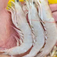 ماهی ومیگو صید روز  تازه جنوب