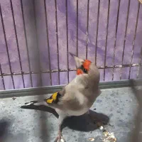 سهره|پرنده|کرمان, |دیوار