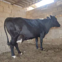 فروش گاو آبستن ماه اخر