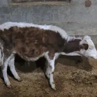 شش تا گوساله نر سیمتال|حیوانات مزرعه|لاجان, |دیوار