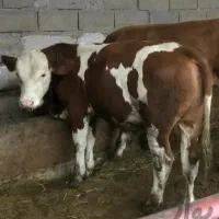 فروش انواع گوساله|حیوانات مزرعه|تهران, ایرانشهر|دیوار