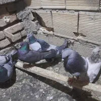 کبوتر پر  سو قدیم|پرنده|فرخشهر, |دیوار