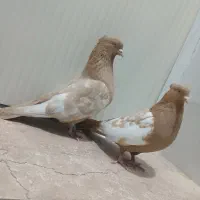 سینه زرد خوبو