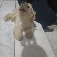 سگ شیتزو تریر