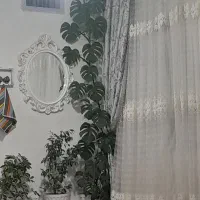 گل برگ انجیری ارتفاع ۲۸۰سانت