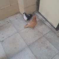 کبوتر فروشی|پرنده|سبزوار, جهاد کشاورزی|دیوار