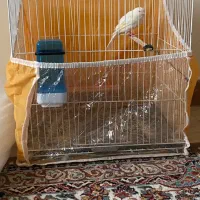 قناری نر مست مست|پرنده|تبریز, |دیوار