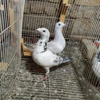کفتر سار و شامی دست پر  کرمونی
