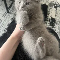 بچه گربه اسکاتیش دبل فولد|گربه|کرج, فاز ۱ مهرشهر|دیوار