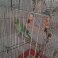 طوطی ملنگو