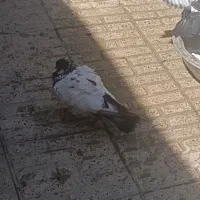 کفتر کله دوم سبز