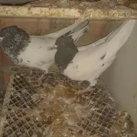 کبوتر قیمت مناسب ومعاوضه با گندم هم دارم