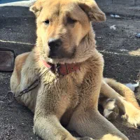 سگ پژدر اصیل