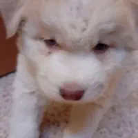 ۲سگ نر وماده هاسکی چشم آبی