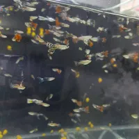 آکواریوم ماهی گوپی مولد و بچه ماهی|ماهی|هشتگرد, شهرک ریحانه|دیوار