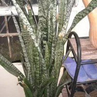 گل سانسوریا.شاخ بزی.کامپک