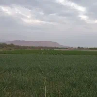 اجاره زمین کشاورزی مناسب جهت کشت پیازوسیب زمینی|اجارهٔ دفتر صنعتی، کشاورزی، تجاری|عنبرآباد, |دیوار