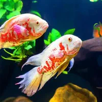 ماهی اسکار باله بلند در سه رنگ زیبا