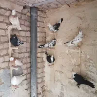 عشقبازی|پرنده|کاشمر, |دیوار