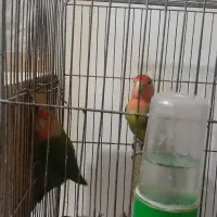 کوتوله مولد تخم گزار|پرنده|آق قلا, |دیوار