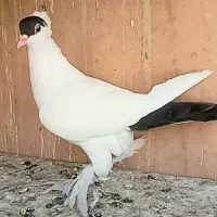 کبوتر هلمت معاوضه، با مرغ محلی