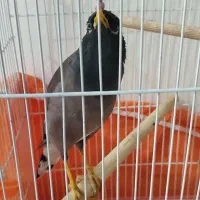 مرغ مینا سخنگو|پرنده|آشخانه, |دیوار