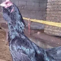 تخم مرغ لاری ریشو