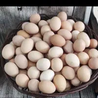 تخم مرغ محلی