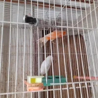 قناری|پرنده|بیرجند, |دیوار