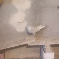 دودی هفرنگ|پرنده|الوند, |دیوار