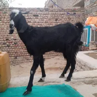 بزهشیرهمالداری