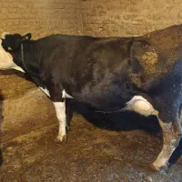 گاو جوان و چاغ|حیوانات مزرعه|جونقان, |دیوار