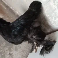 جوجه برهما|حیوانات مزرعه|قلعه نو, |دیوار