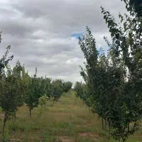 فروش باغ میوه|فروش دفتر صنعتی، کشاورزی، تجاری|فیروز, |دیوار