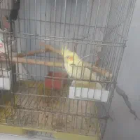 فروش عروس هلندی باقفس