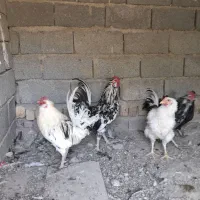 ۲عددخروس گلین|حیوانات مزرعه|شهریار, بکه|دیوار