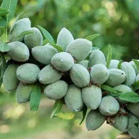 نمایندگی رویال نهال میاندواب در غرب استان اصفهان