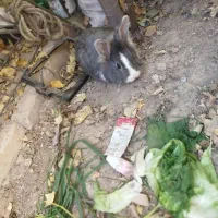 فروش حیوان خانگی|موش و خرگوش|دشتابی, |دیوار