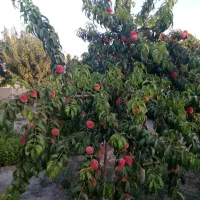 فروش باغ معاوضه با اپارتمان|فروش زمین و ملک کلنگی|مشهد, چهاربرج|دیوار