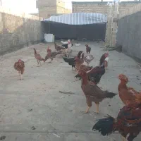 فروش و معاوضه مرغ خروسهای لاری اصیل