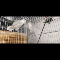 فروش جفت های مولد برزیلی و عروس هلندی|پرنده|شیراز, شیخ علی چوپان|دیوار