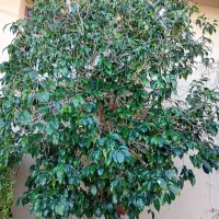 فروش درخت بنجامین باگلدان سنگی بزرگ