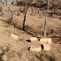 فروش باغ خوش جا با قیمت استثنایی|فروش زمین و ملک کلنگی|بهمن صغاد, |دیوار