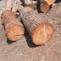 خرید فروش انواع چوب (تر خشک کلی جزیی)