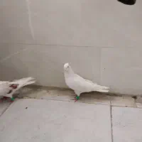 نرکمخال وماه نباتی