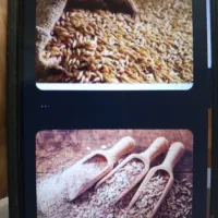 فروش جو محلی