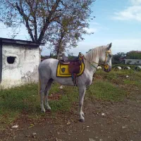 فروش نریان عرب ایرانی