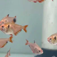 ماهی گیاه خوار