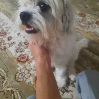 تدی|حیوانات|ایلام, |دیوار